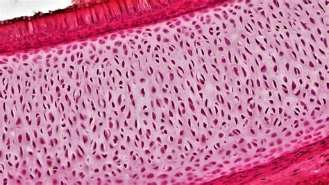 Connective Tissue: Hyaline Cartilage | cross section: hyalin… | Flickr