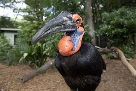 Winter breeding season in the bird world - Zoo Atlanta