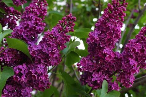 Lilac Blossoms: Exploring Their Historical Meanings & Significance ...