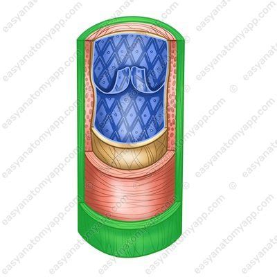 Veins: Structure and function. Introduction – Easy Anatomy 3D