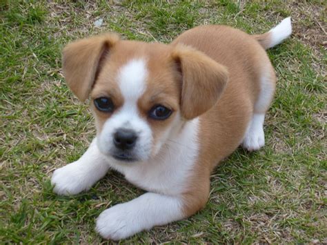 Chihuahua Shih-tzu puppy | Puppy | Pinterest