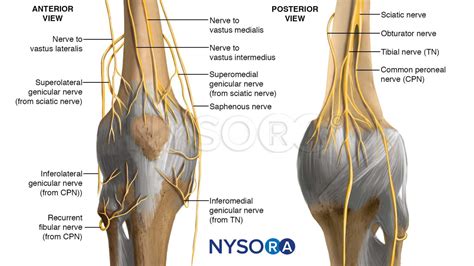 LE_Ipack_Anatomy_Knee-innervation-1 - NYSORA