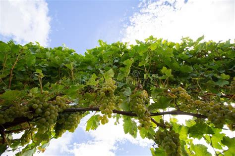 White Grapes Sauvignon Blanc On A Winefarm In New-Zealand Marlborough ...