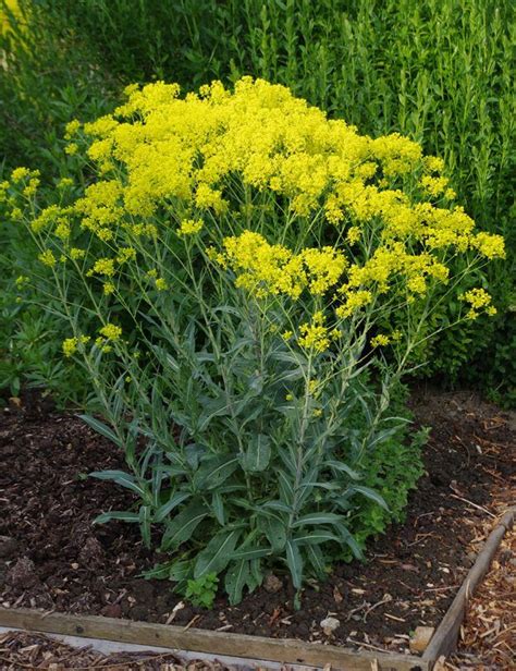 Pastel des teinturiers - Isatis Tinctoria Flea Beetles, Local Plant ...