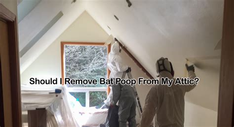 Should I Remove Bat Poop From My Attic? - Attic Cleanup