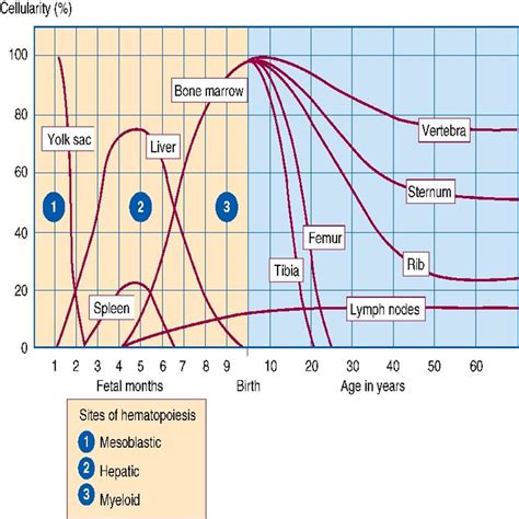 Fetal Hematopoiesis