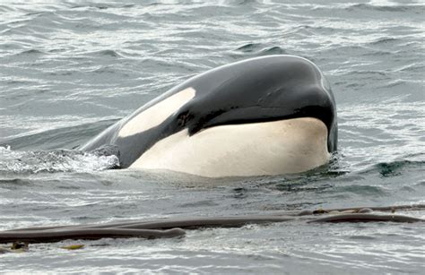 Unraveling the Mystery of Stranded Whales — SeaDoc Society