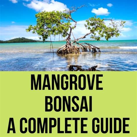 How To Grow Mangrove Bonsai? Essential Guideline (2023)