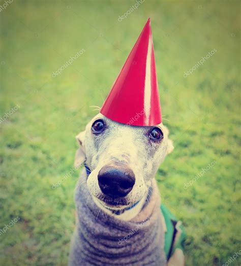 Dog with birthday hat — Stock Photo © graphicphoto #53620729