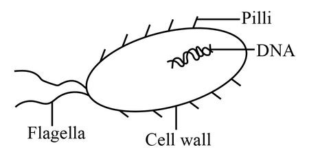 Bacteria Diagram