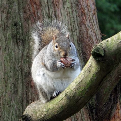 Beautiful Fat Squirrels That Overate This Winter