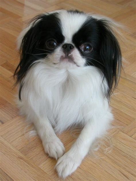 dog grooming for Japanese Chin - Yahoo Search Results Yahoo Image ...