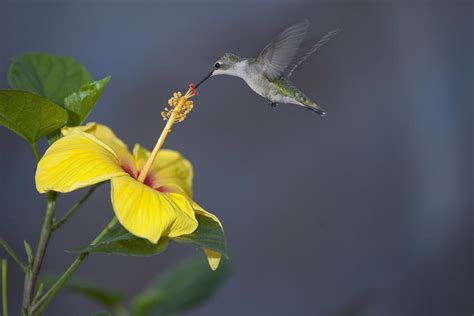 Hummingbird on Yellow Hibiscus Photograph by Robert Camp - Pixels