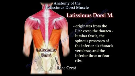 Anatomy Of The Latissimus Dorsi Muscle - Everything You Need To Know ...