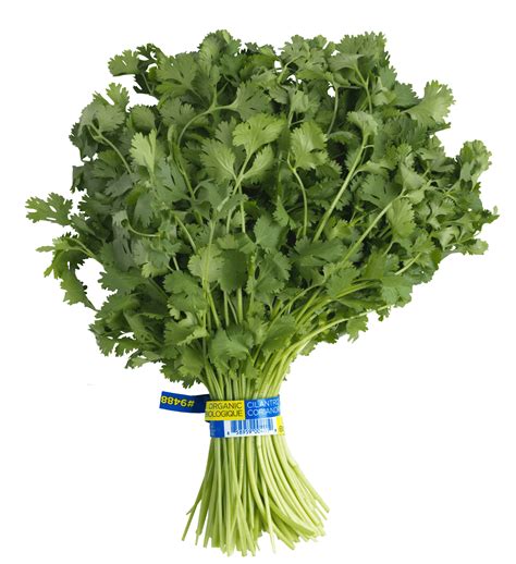 Cilantro - Josie's Organics