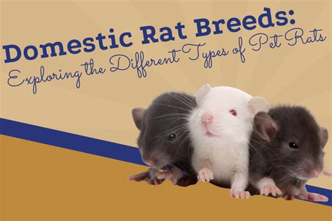 Domestic Rat Breeds: Exploring the Different Types of Pet Rats