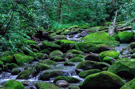 Gentle Flow On The Roaring Fork | The Roaring Fork, Great Smoky Mountains National Park | The ...