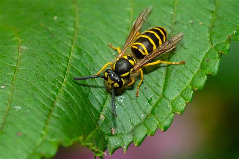 Research Yellow Jackets: Green Pest Services