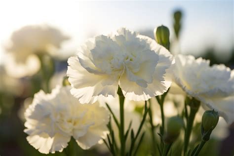 White Carnation Flower Meaning, Symbolism & Spiritual Significance - Foliage Friend - Learn ...