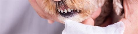 How to Care for Your Dog's Teeth Without Brushing