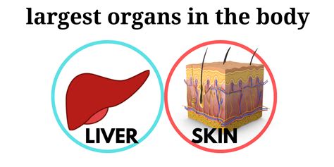 The largest organ in the human body | Body organs, Body, Organs