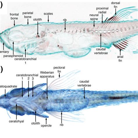 An annotated reference of zebrafish development. One of more than 1 500... | Download Scientific ...