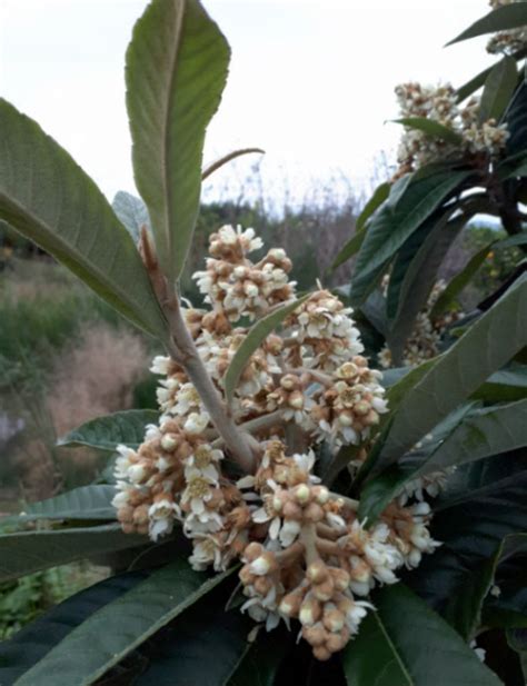 Autumnal flowering of the medlar tree