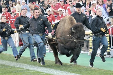 University of Colorado retires live buffalo mascot Ralphie V | KNEB