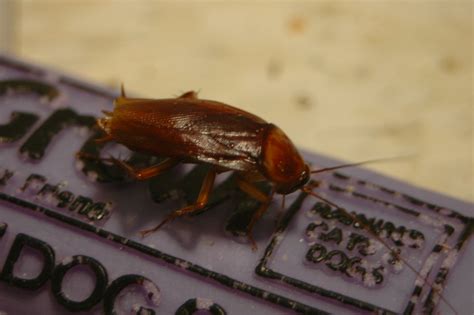 Tips And Tricks On How To Keep Roaches Out Of Drains