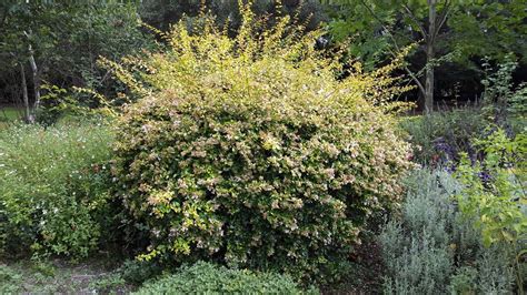 Abelia grandiflora 'Francis Mason' | Plants, Garden, Mason