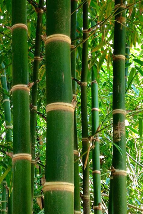 Buy Solid Stem Bamboo (Phyllostachys heteroclada) | FREE SHIPPING | Wilson Bros Gardens | 3 ...