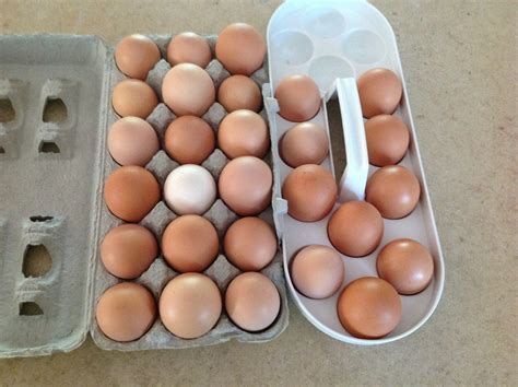 White Egg Layer | BackYard Chickens - Learn How to Raise Chickens