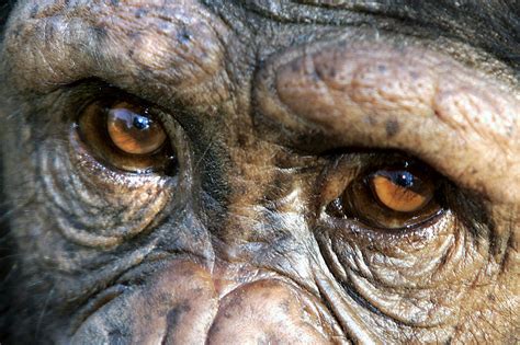 Chimpanzee Eyes Photograph by M. Watson - Pixels