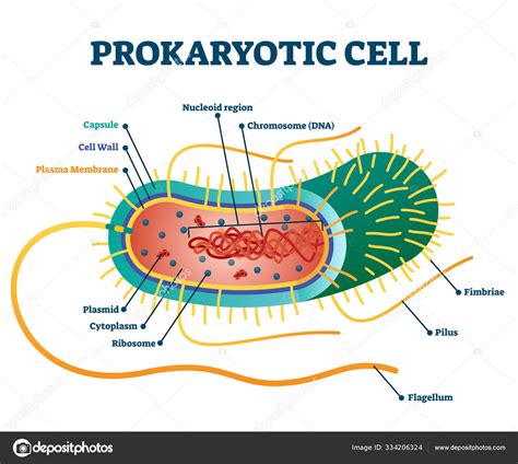 Prokaryotic Cell Structure Worksheet - Riset