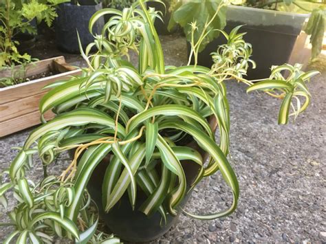 Spider Plant Propagation – My Booktastic Life in 2020 | Propagating ...