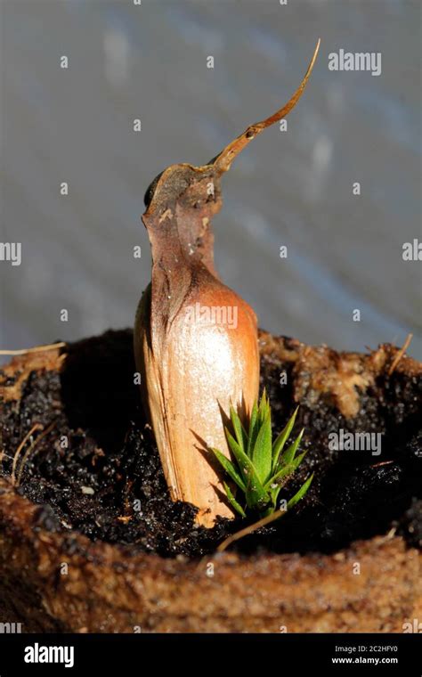 seeds from Araucaria araucana Stock Photo - Alamy