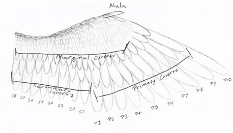 Bird wing diagram by PrettyBirdie1 on DeviantArt