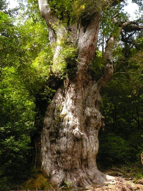 Jomon sugi - hike with Go! Yakushima to Japan's oldest tree.