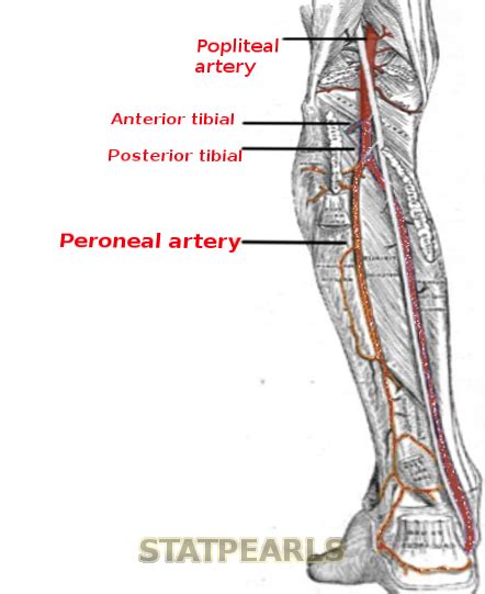 Peroneal Artery Foot