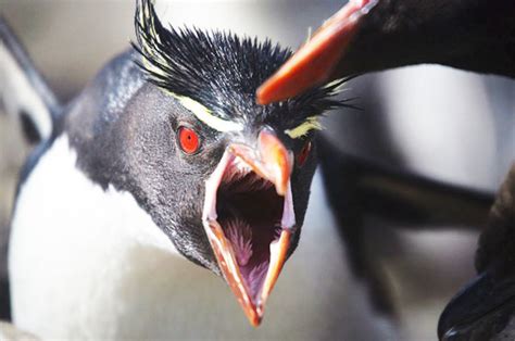 Revealed: Terrifying giant flying penguins discovered which stalked the earth | Daily Star