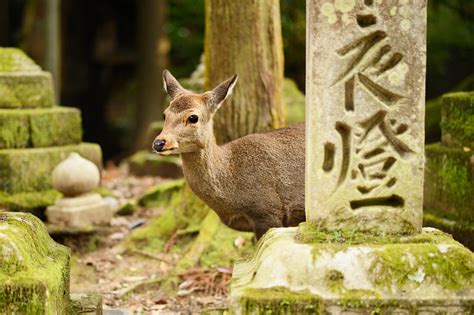 Nara Afternoon Tour from Kyoto with Todaiji Temple and Nara Deer Park on TourMega - TourMega