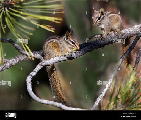 California chipmunks eating manzanita berries and pine nuts in pine ...