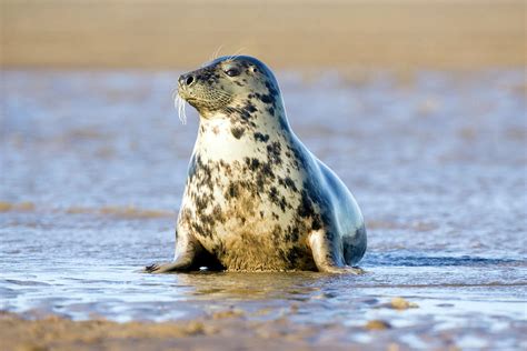 Grey Seal #1 Photograph by John Devries/science Photo Library - Pixels