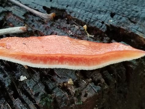 Maryland Biodiversity Project - Beefsteak Fungus (Fistulina hepatica)