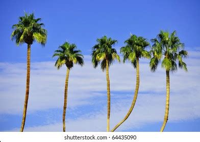 14,216 Row palm trees Images, Stock Photos & Vectors | Shutterstock