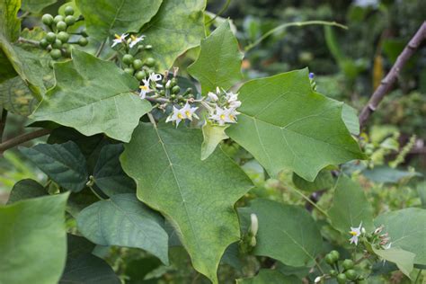 Solanum torvum / IPlantz