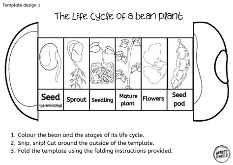 Printable Life Cycle Of A Bean Plant Worksheet