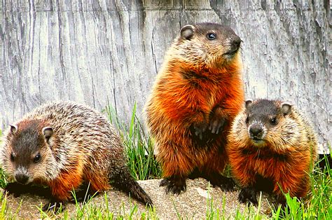 Groundhog Control – Stellar Pest Control