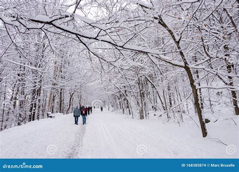 Mont-Royal Park in Montreal after Snow Storm Editorial Stock Image - Image of colorful, nature ...