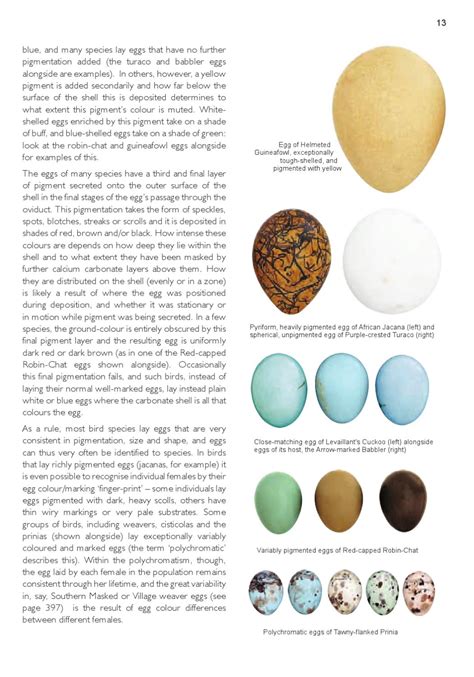 Roberts Nests and Eggs of Southern African Birds by Jacana Media - Issuu